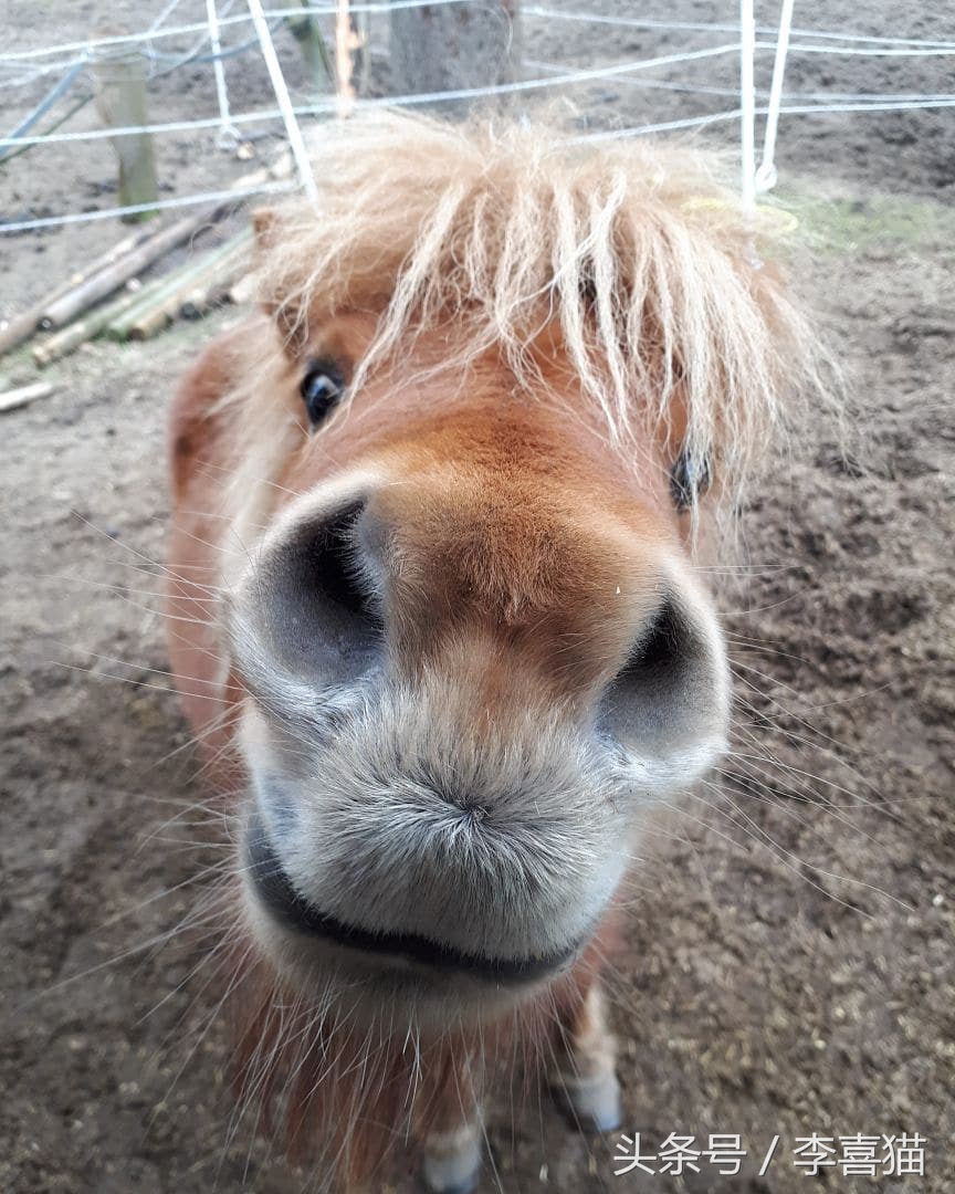 养一匹高头大马，然后骑着它漫步在乡野小路，就像童话里那样美好