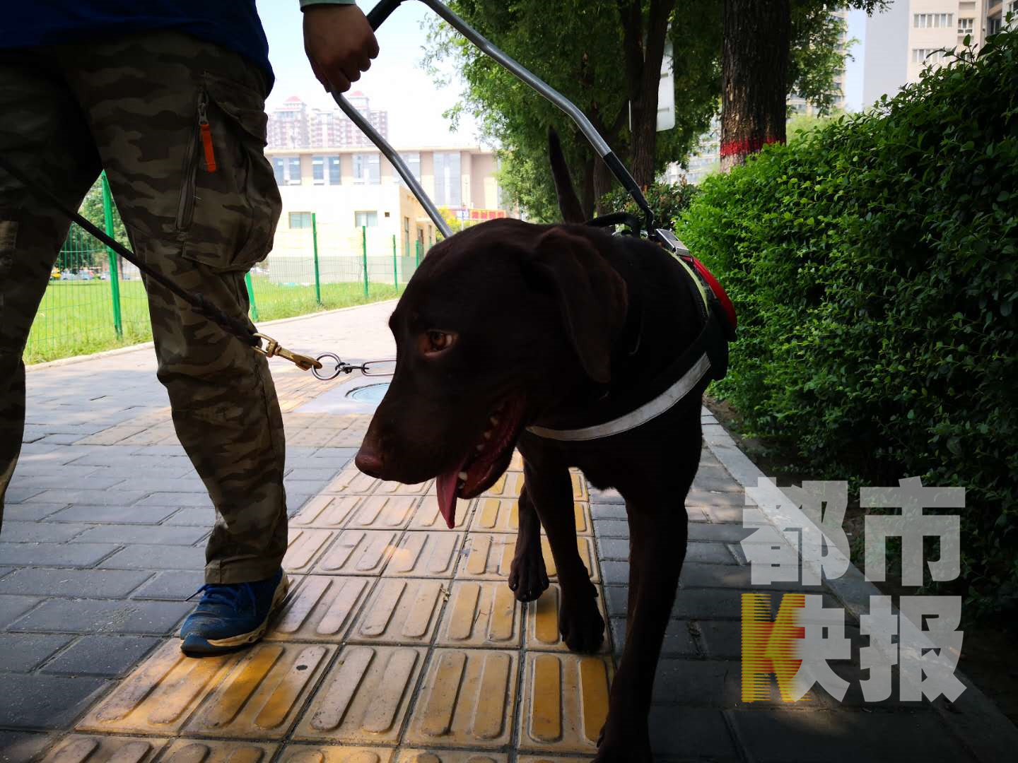 “温顺大肢”导盲犬预计十月将上岗符合条件盲人可免费获取