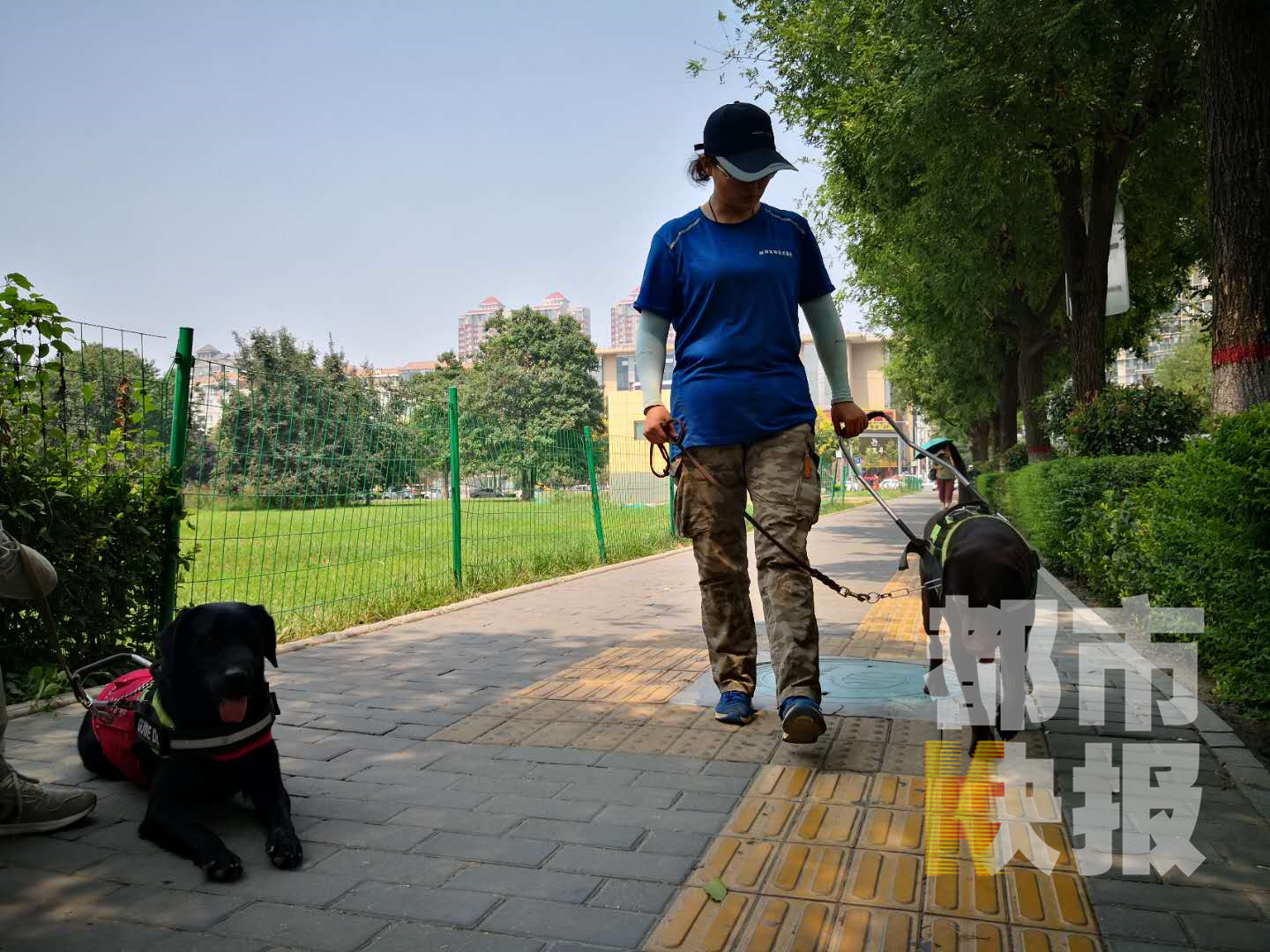 “温顺大肢”导盲犬预计十月将上岗符合条件盲人可免费获取