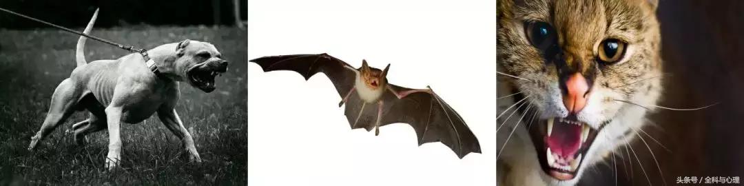 被老鼠咬和被仓鼠咬有区别吗,仓鼠被老鼠咬了会不会有狂犬病