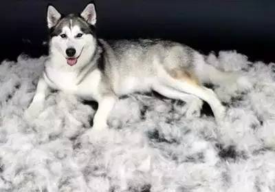 宠物为什么会容易丢失呢,宠物掉毛是什么原因