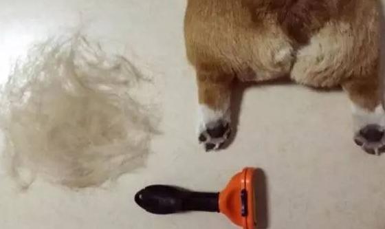 宠物为什么会容易丢失呢,宠物掉毛是什么原因