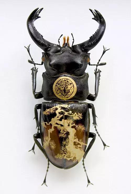 甲虫真是一种自带复古美感的生物,甲虫珍贵吗
