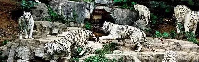 我不要做中国迪士尼，我要做中国的长隆！——苏志刚的长隆故事