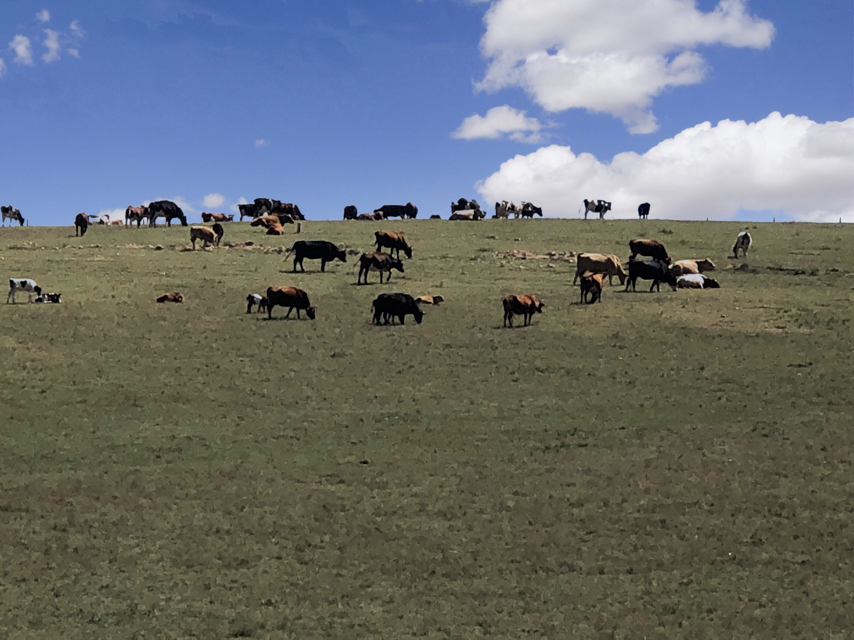内蒙希拉穆仁草原好玩,包头希拉穆仁草原风景