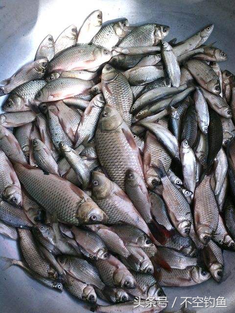 钓的鱼太多吃不完怎么办,晒咸鱼鲫鱼干的正确方法和步骤