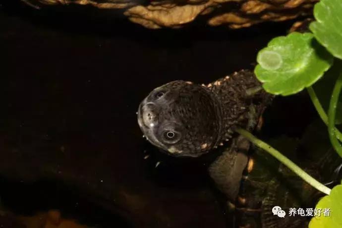 16种常见龟病症状和治疗方法,常见龟类品种大全图片