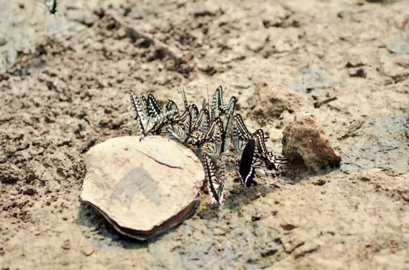 ns米兰达小鱼竿能钓鲈鱼吗,ns米兰达小鱼竿断竿