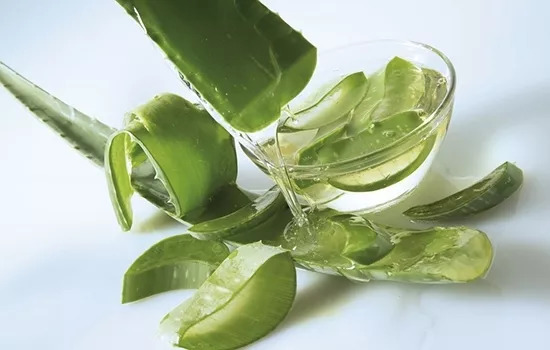 夏天多肉植物遮阳防晒神器,大树芦荟的功效与作用