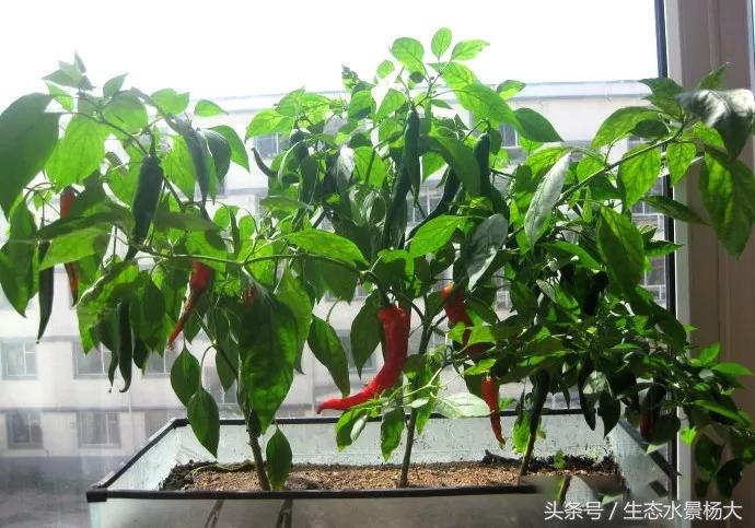 家里多余的闲置鱼缸,家里的空鱼缸处理方法