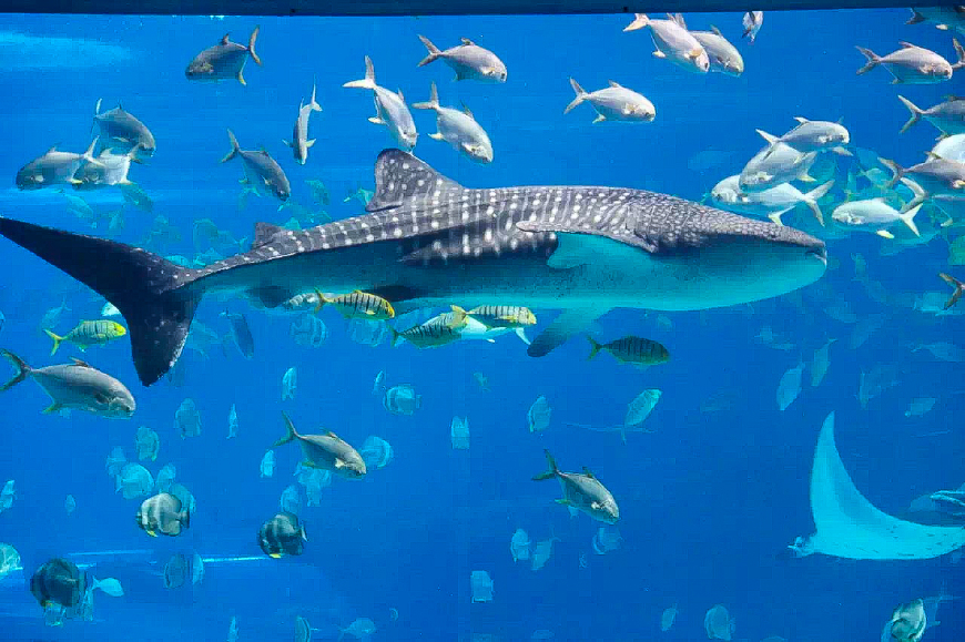 珠海长隆海洋王国亲子游攻略最新,长隆海洋世界亲子游攻略企鹅