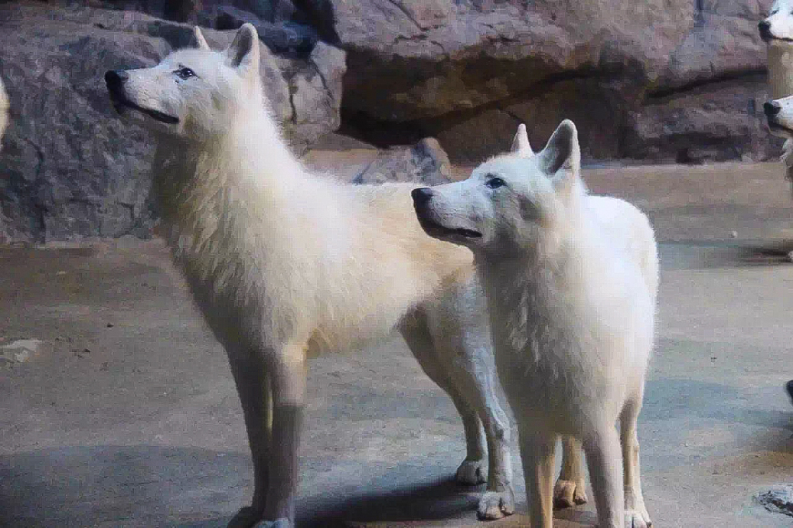 珠海长隆海洋王国亲子游攻略最新,长隆海洋世界亲子游攻略企鹅