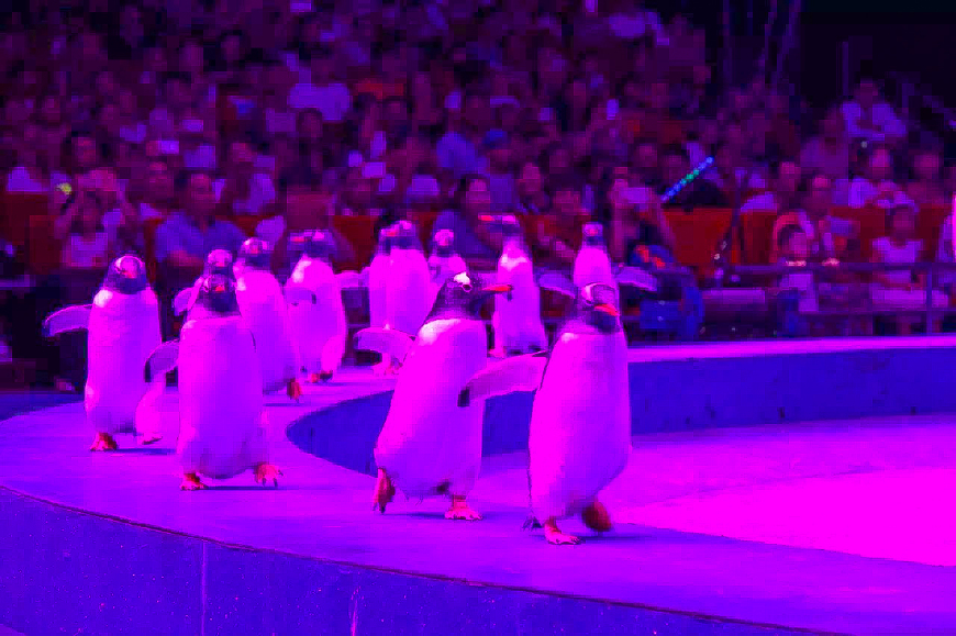 珠海长隆海洋王国亲子游攻略最新,长隆海洋世界亲子游攻略企鹅