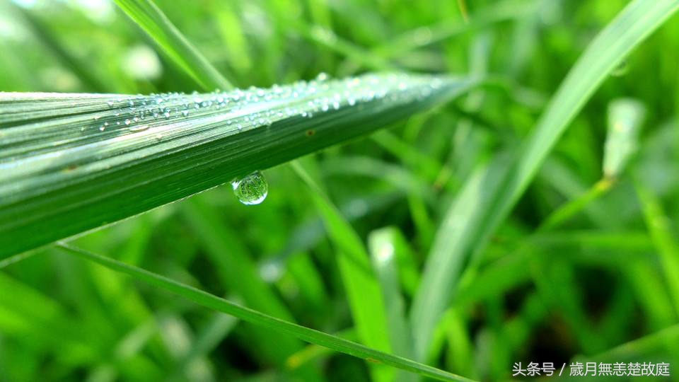 什么水泡茶效果最好,什么材质的杯子泡茶水最好