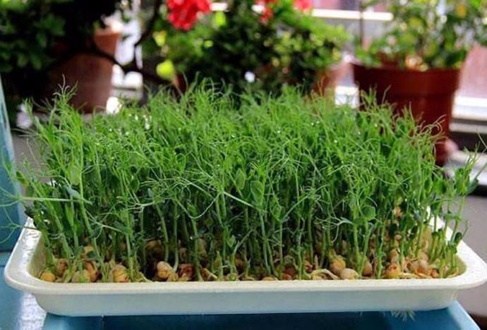 在家种菜不用土的方法,如何不用土就可以种菜