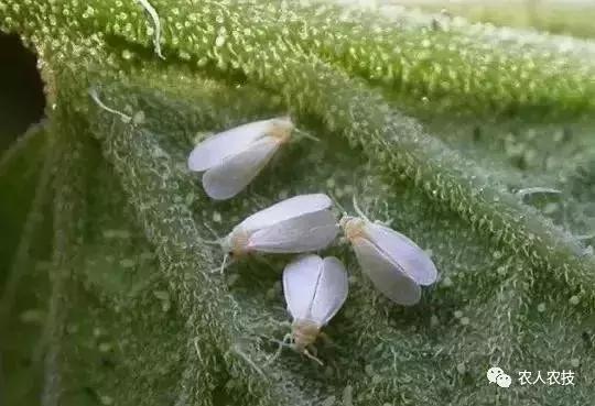 55种杀虫剂对照表,45毫升杀虫剂配方大全