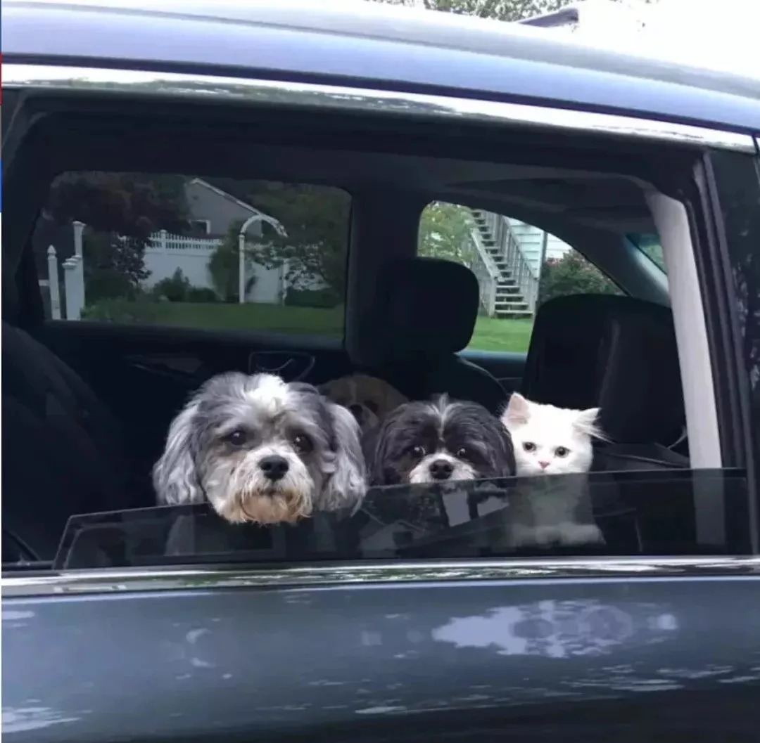 狗在猫砂盆里拉屎猫会怎么样,为什么有的狗会在猫砂盆拉屎