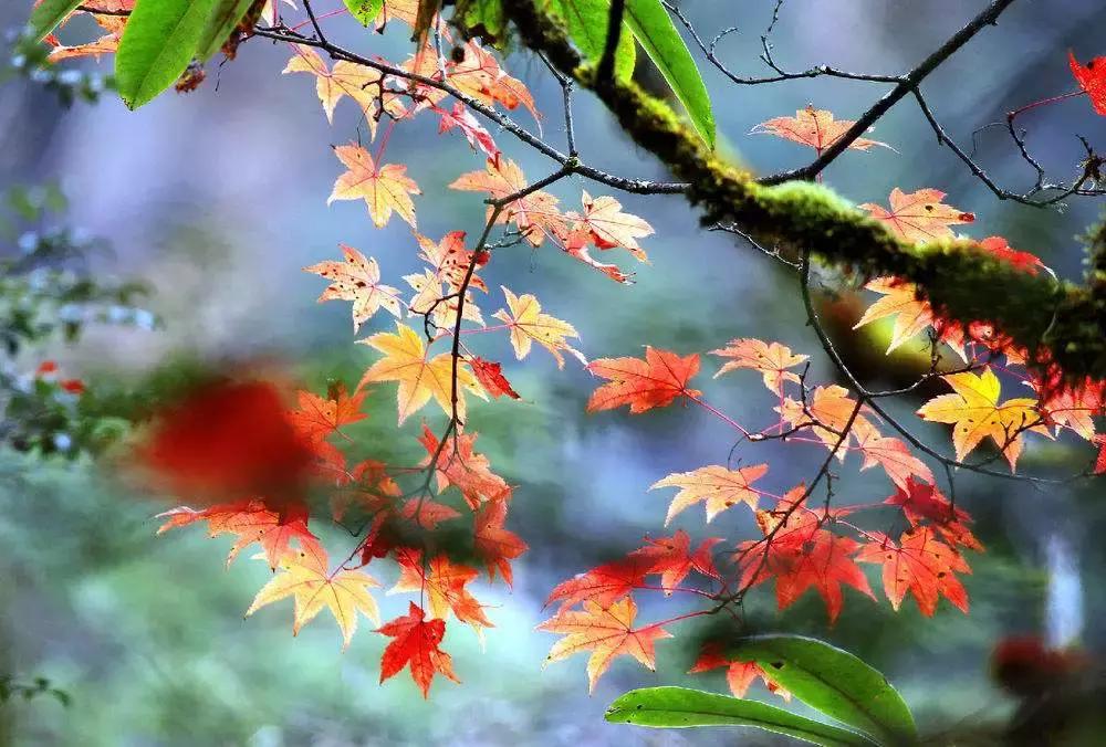 四川秋景第一名,四川欣赏秋景好去处