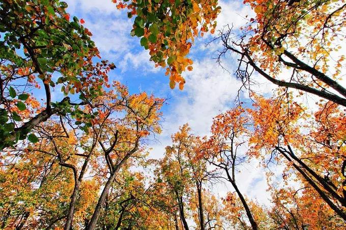 四川秋景第一名,四川欣赏秋景好去处