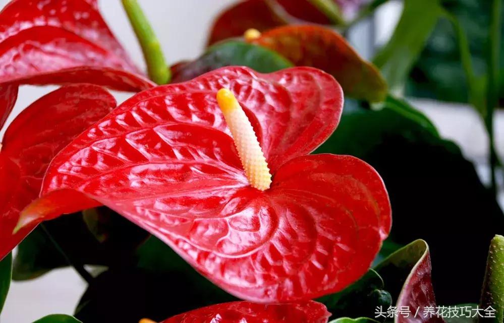 水培红掌叶子发黄焦边干枯根烂了,红掌叶子发黄焦边干枯浇什么肥