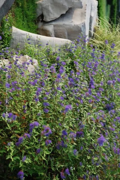 好种植的藤本植物,45种植物图片