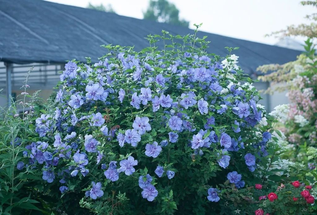 好种植的藤本植物,45种植物图片