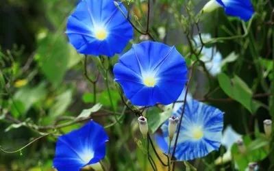 好种植的藤本植物,45种植物图片