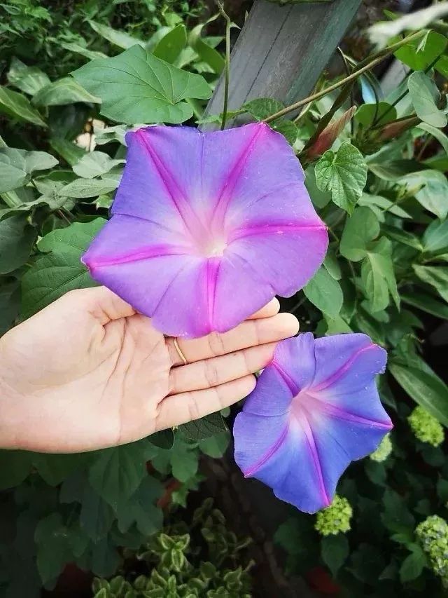 好种植的藤本植物,45种植物图片