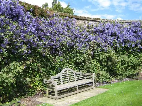 好种植的藤本植物,45种植物图片