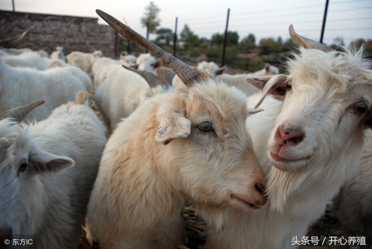 准备养羊需要注意啥,养羊技术十大要点
