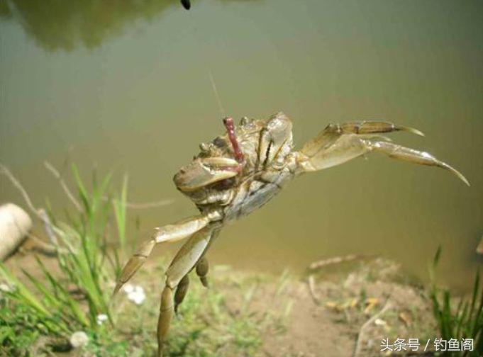 野钓怎么避免螃蟹闹窝,水库夜钓螃蟹闹窝咋办