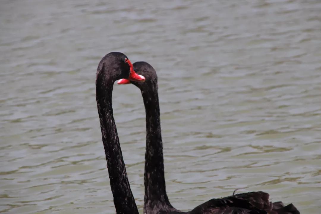 网红天鹅添丁视频,苏州天鹅港华庭喜提新房