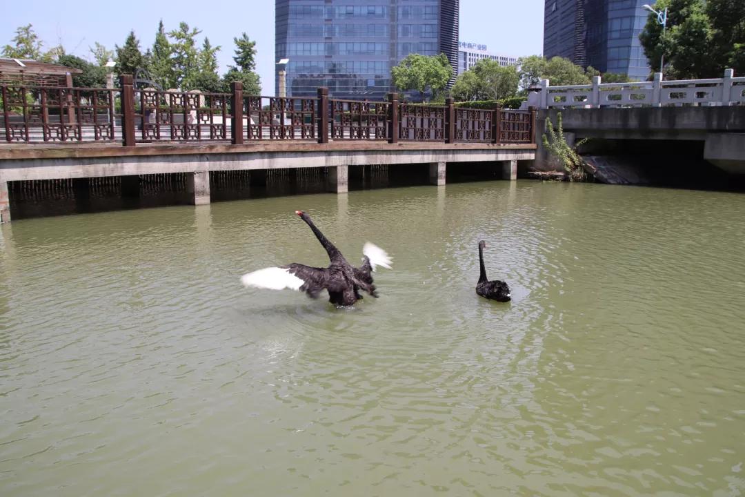 网红天鹅添丁视频,苏州天鹅港华庭喜提新房