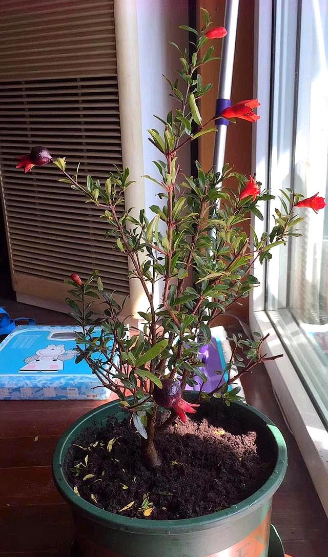 石榴树种盆里方法,石榴树栽盆里怎么种