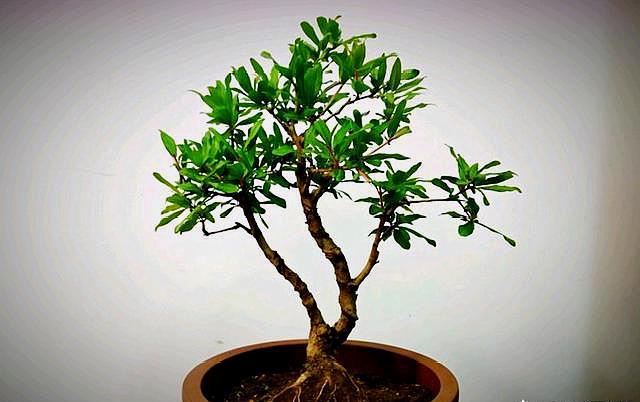 石榴树种盆里方法,石榴树栽盆里怎么种