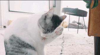 吸猫热潮来袭,养猫被忽悠的那些事