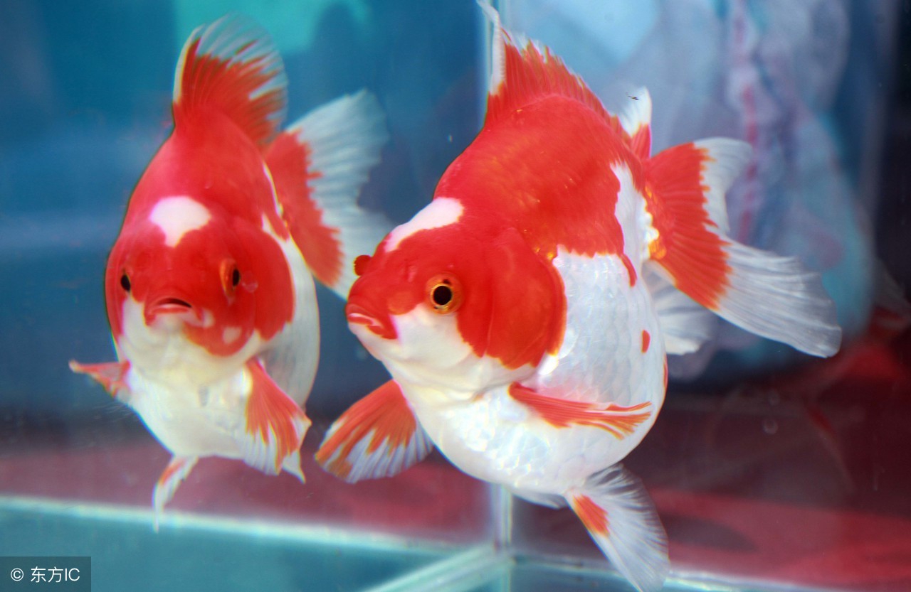 饲养金鱼的专用知识,兰寿金鱼饲养常识