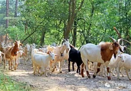 什么时候是羊痘的高发期,长羊痘怎么办