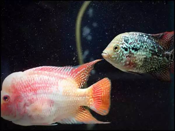 血麒麟罗汉鱼不起头什么原因,罗汉鱼多久不起头就可以扔了