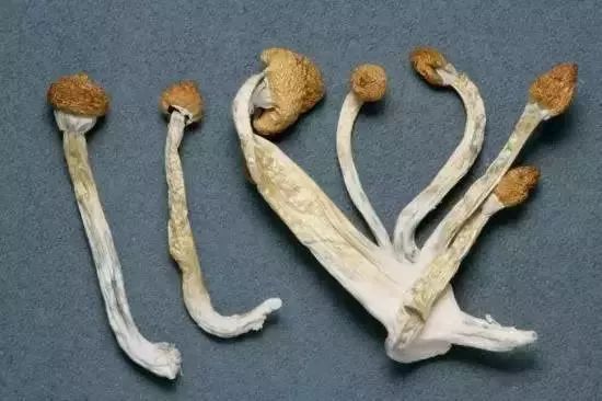 新型毒品的危害有哪些,新型毒品有多可怕