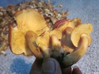 青海毒蘑菇图鉴,常见毒蘑菇图鉴福建