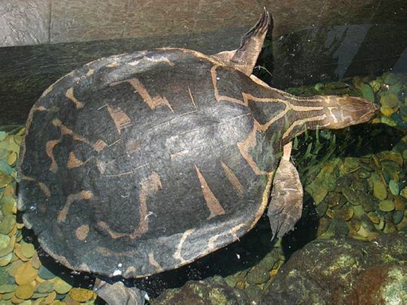 龟鳖目动物大全及图片,所有龟鳖类动物