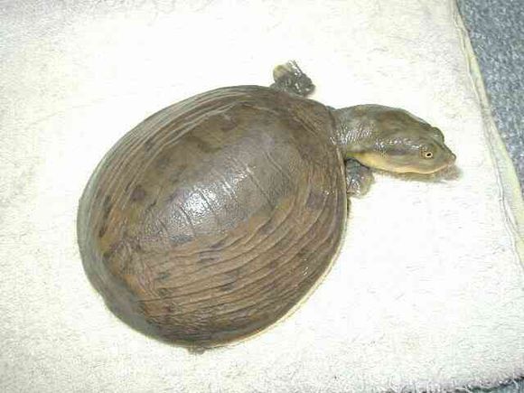 科普龟类知识视频展示,所有龟鳖类动物