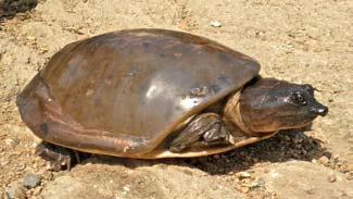 龟鳖目动物大全及图片,所有龟鳖类动物