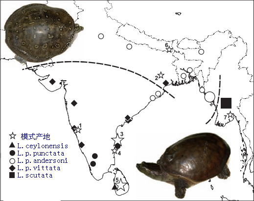 龟鳖目动物大全及图片,所有龟鳖类动物