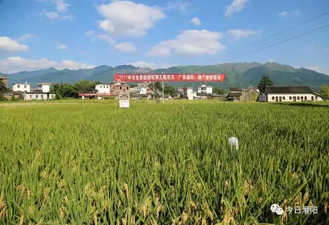 1980广西水稻亩产多少斤,灌阳县水稻亩产