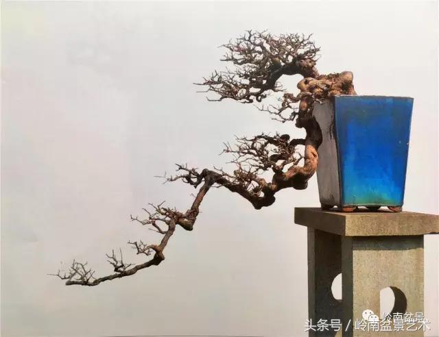 精品掌中宝三角梅盆景,顶级国宝级三角梅盆景