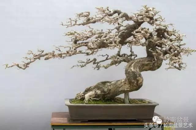 精品掌中宝三角梅盆景,顶级国宝级三角梅盆景