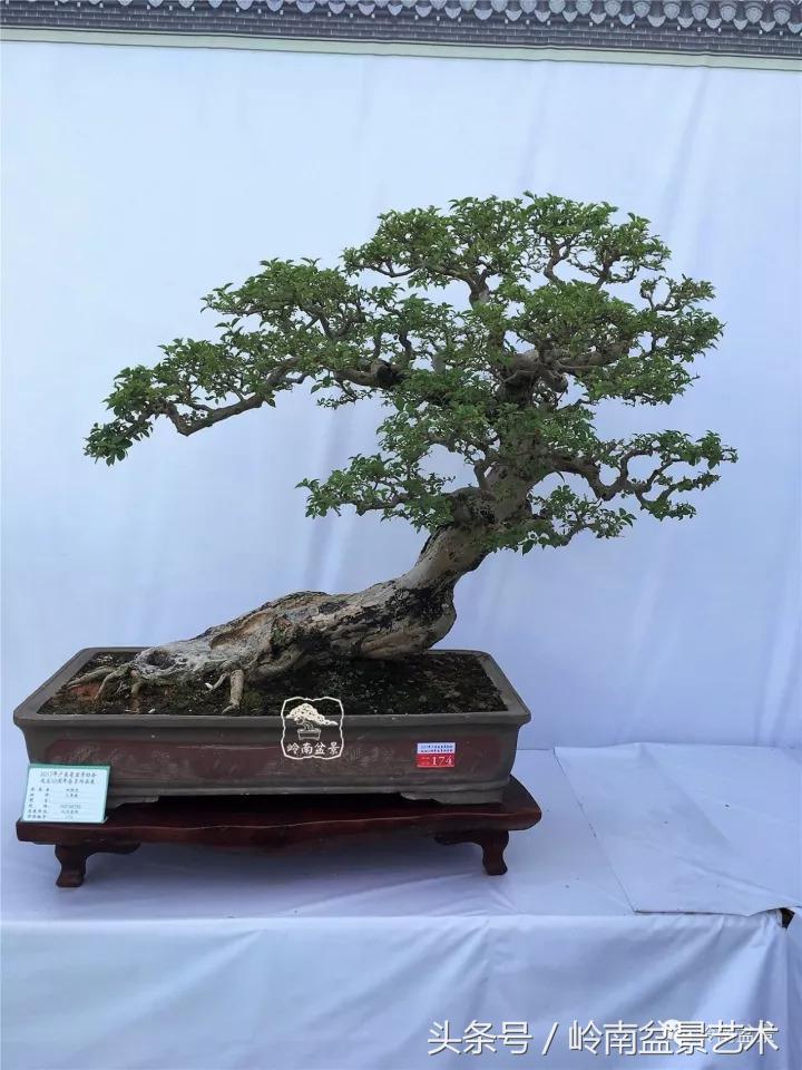 精品掌中宝三角梅盆景,顶级国宝级三角梅盆景