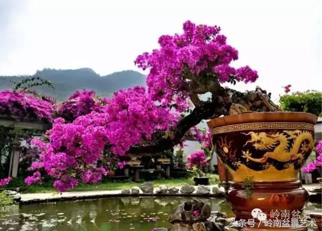 精品掌中宝三角梅盆景,顶级国宝级三角梅盆景